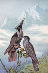 Hummingbird-maske, ca. 1910 (illustrasjon) av Wilhelm Kuhnert