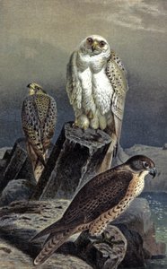Jaktfalk, ca. 1910 (illustrasjon) av Wilhelm Kuhnert