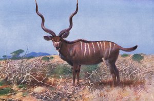 Kudu, illustrasjon fra Wildlife of the World, ca. 1910 av Wilhelm Kuhnert