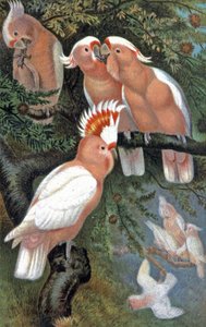 Leadbeater's Cockatoo, ca. 1910 (illustrasjon) av Wilhelm Kuhnert