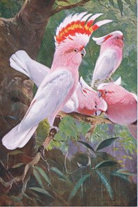 Leadbeaters Cockatoo, illustrasjon fra Wildlife of the World, ca. 1910