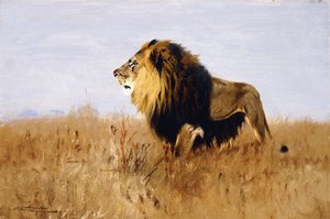 Løve ser etter bytte, av Wilhelm Kuhnert