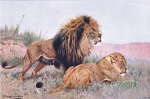 Lion and Lioness, illustrasjon fra Wildlife of the World, ca. 1910