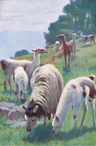Llama, fra Wildlife of the World utgitt av Frederick Warne & Co, ca. 1900 av Wilhelm Kuhnert