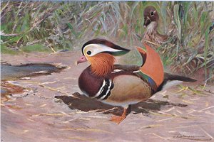 Mandarin Duck, fra Wildlife of the World utgitt av Frederick Warne & Co, ca. 1900