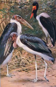 Marabou og Jabiru, illustrasjon fra Wildlife of the World, ca. 1910