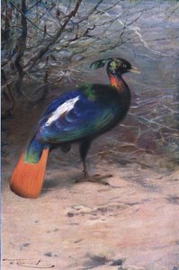Monal, fra Wildlife of the World utgitt av Frederick Warne & Co, ca. 1900