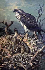 Osprey, ca. 1910 (illustrasjon) av Wilhelm Kuhnert