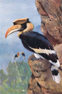 Pied Hornbill, fra Wildlife of the World utgitt av Frederick Warne & Co, ca. 1900