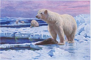 Isbjørn, fra Wildlife of the World utgitt av Frederick Warne & Co, ca. 1900 av Wilhelm Kuhnert