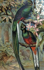 Quetzal strålende, ca. 1910 (illustrasjon) av Wilhelm Kuhnert