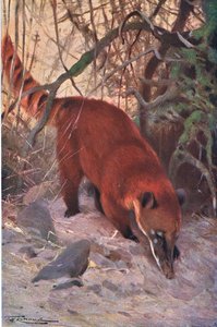 Red Coati, fra Wildlife of the World utgitt av Frederick Warne & Co, ca. 1900 av Wilhelm Kuhnert