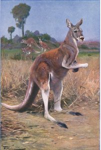 Rød kenguru, illustrasjon fra Wildlife of the World, ca. 1910 av Wilhelm Kuhnert