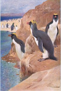Rock Penguin, illustrasjon fra Wildlife of the World, ca. 1910 av Wilhelm Kuhnert