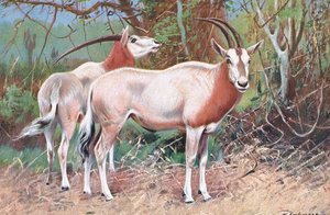 Sobelantilope, illustrasjon fra Wildlife of the World, ca. 1910 av Wilhelm Kuhnert