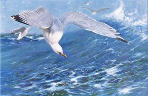 Silver Gull, fra Wildlife of the World utgitt av Frederick Warne & Co, ca. 1900