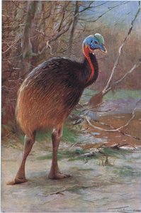 Single Wattled Cassawory, illustrasjon fra Wildlife of the World, ca. 1910