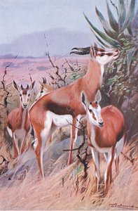 Springbok, illustrasjon fra Wildlife of the World, ca. 1910 av Wilhelm Kuhnert