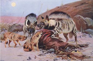Striped Hyena and Jackal, fra Wildlife of the World utgitt av Frederick Warne & Co, ca. 1900