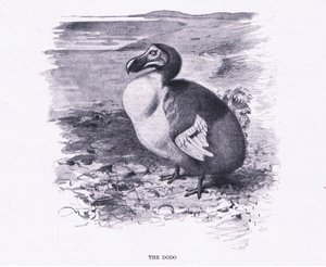 The Dodo, illustrasjon fra Wildlife of the World, ca. 1910 av Wilhelm Kuhnert