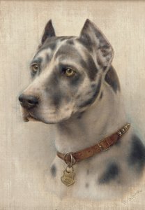 The Head of a Doberman (olje på lerret) av Wilhelm Schwar