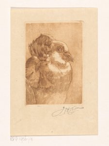 Studie av en due av Willem Hendrik Bik (signed by artist)