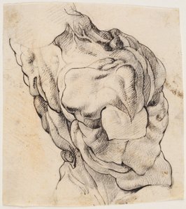 Anatomisk studie (écorché). Torso av en flådd mann sett fra baksiden vendt mot høyre av Willem Panneels