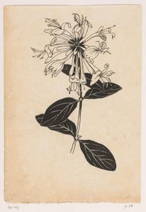Kaprifolium