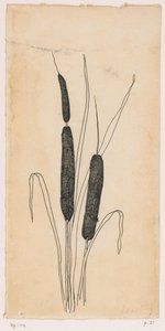 cattails