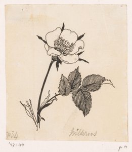 Villrose