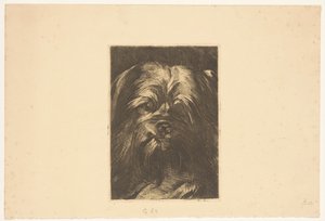 Hunden Phoebus av Willem Arnoldus Witsen