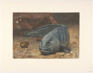 Ulvefisk på bunnen av et akvarium av Willem Arnoldus Witsen