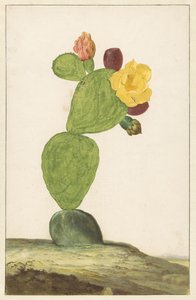 Prickly Pear i blomst av Willem de Heer