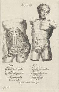 Anatomisk studie av to skrog av Willem ten Rhijne