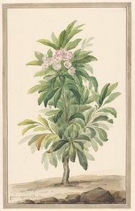 Smalbladige lepelboom i landskap (Kalmia Angustifolia)