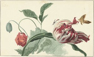 Tulipan og en valmue
