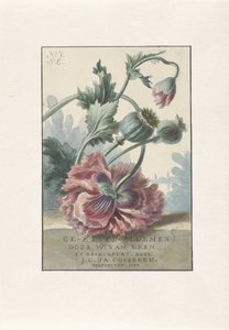 valmuer Titteltrykk for: W. van Leen og J.C. & JA. Coebergh, Etsede blomster, 1804