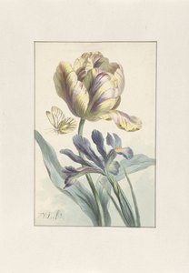 Tulipan og Iris