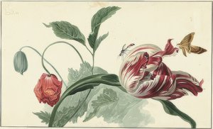 Tulipan og valmue