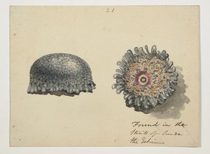 WD 961 f.21 av William Alexander