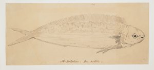 WD 961 f.24 av William Alexander