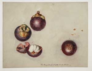 WD 961 f.27 av William Alexander