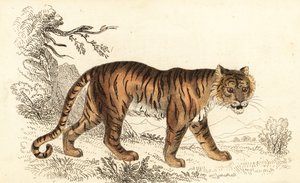 Bengal tiger, Panthera tigris tigris., 1834 (gravering)