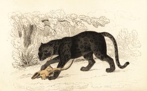 Svart jaguar, Fanthera pardus., 1834 (gravering)