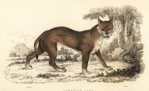 Kanadisk gaupe, Lynx canadensis., 1834 (gravering) av William Alexander Forbes