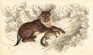 Eurasisk gaupe, gaupe gaupe., 1834 (gravering)
