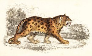 Jaguar, Panthera onca., 1834 (gravering)