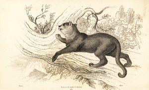 Jaguarandi, puma respekterer., 1834 (Ngaraving) av William Alexander Forbes