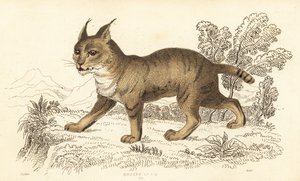 Jungelkatt, Felis chaus. ,1834 (gravering)