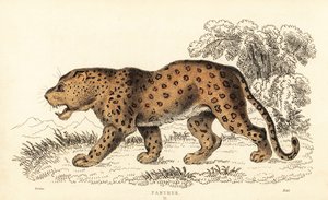 Leopard, Panthera pardus, sårbar., 1834 (gravering) av William Alexander Forbes